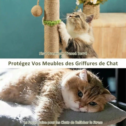Griffoirs pour chats dans Meubles pour chats