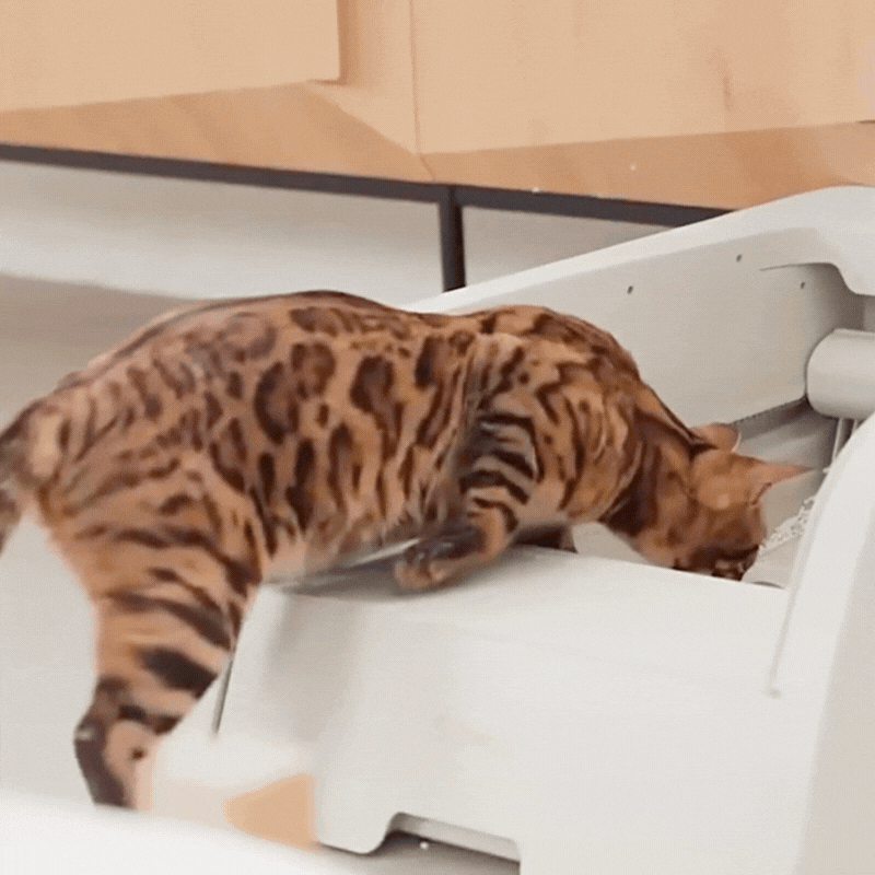 Litere chat 15 auto