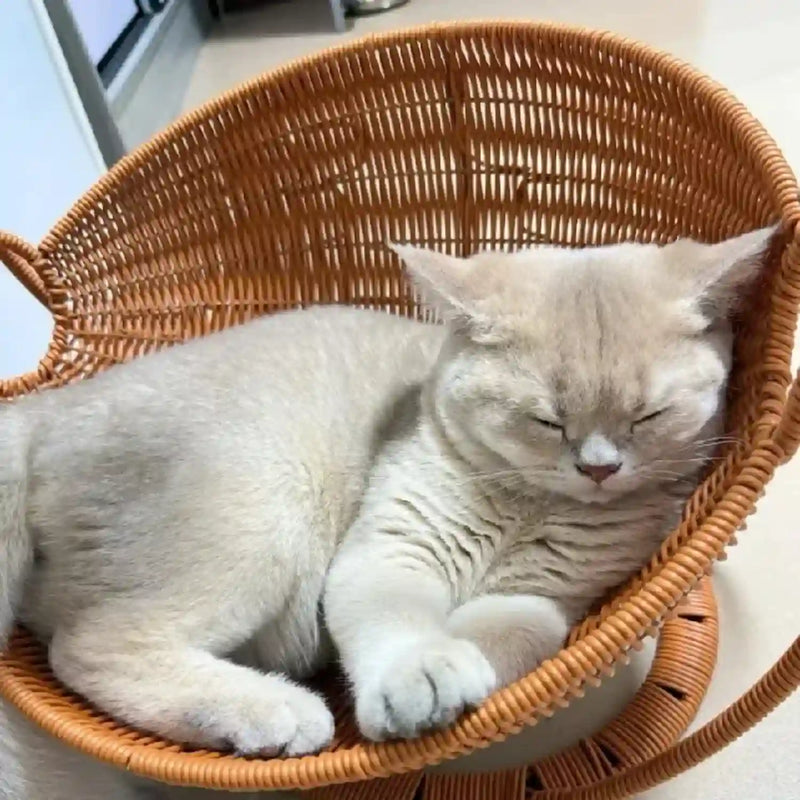 Paniers Chat 